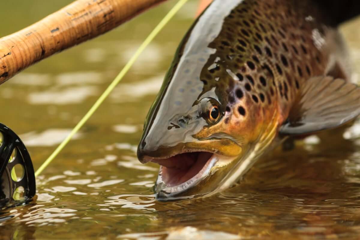 The Fly Fishing Show Pleasanton, CA, Pleasanton, CA, 2/212/23 Go