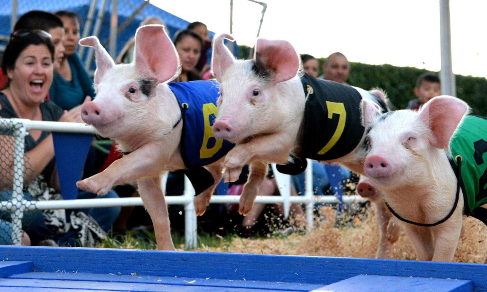 Alameda County Agricultural Fair, Pleasanton, CA, 6/147/7  Go Country